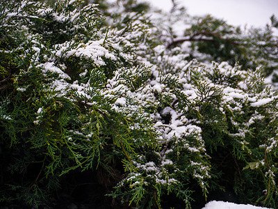 带雪的绿松树枝 枞树 植物 云杉 十二月 针叶 框架图片