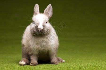 青草中的兔子 春时多彩的亮光主题 年轻的 春天背景图片