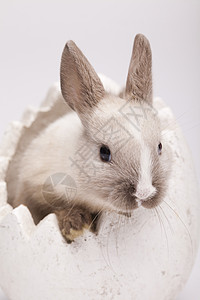 欢乐的复活节快乐 小兔子宝宝 春天多彩明亮的主题 毛皮 假期背景图片