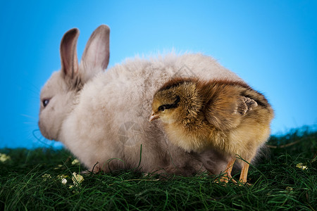 欢乐的复活节快乐 小兔子宝宝 春天多彩明亮的主题 自然 婴儿背景图片