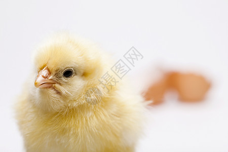 年轻小鸡 春季多彩的亮光主题 动物 柔软的背景图片