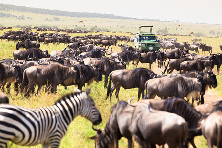 短途旅行在非洲野生生物游乐场的吉普车 塞伦盖蒂 冒险 牛羚背景