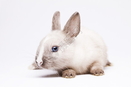 婴儿兔子 春季时多彩的亮光主题 绿色的 复活节快乐 宠物背景图片