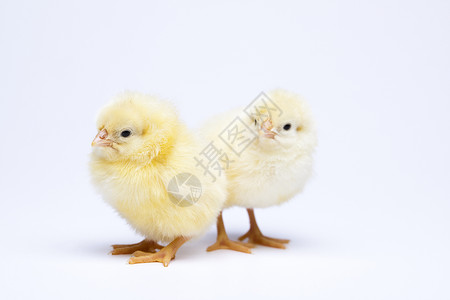 春节时多彩明亮主题 绿色的 自然 动物 柔软的 小鸡背景图片