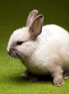青草中的兔子 春时多彩的亮光主题 耳朵 春天背景图片