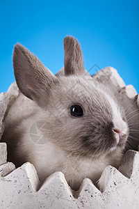 欢乐的复活节快乐 小兔子宝宝 春天多彩明亮的主题 有趣的 可爱的背景图片