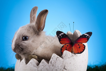 婴儿兔子 春季时多彩的亮光主题 年轻的 宠物 耳朵背景图片