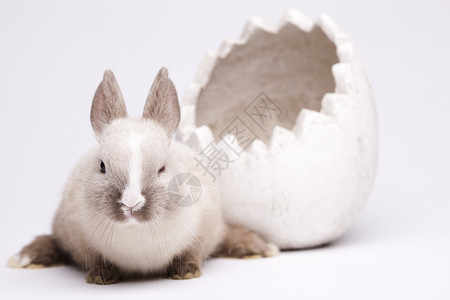 白兔 春春时多彩的亮光主题 可爱的 甜的 柔软的 野兔背景图片