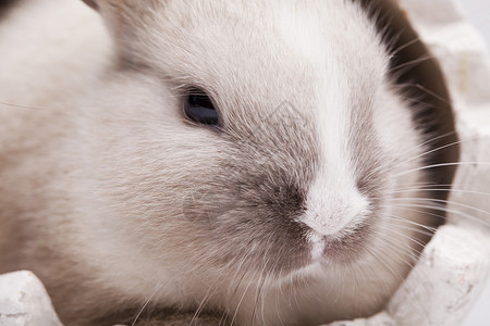 婴儿兔子 春季时多彩的亮光主题 柔软的 毛皮 毛茸茸的背景图片