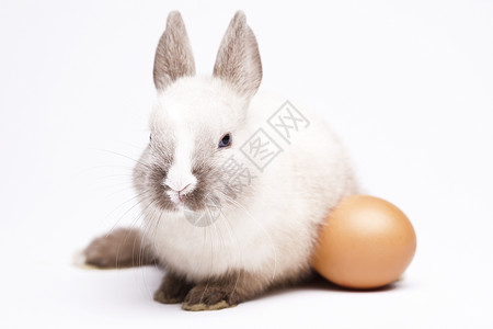白兔 春春时多彩的亮光主题 耳朵 毛茸茸的 动物 柔软的背景图片
