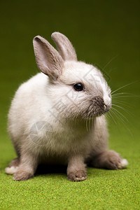 青草中的兔子 春时多彩的亮光主题 假期 婴儿背景图片