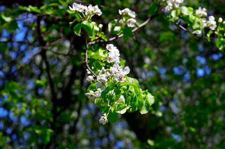 春天梨花的紧闭 开花 夏天 植物 芽 季节 美丽背景图片