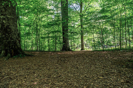 森林视图 公园 博卢 树干 树 假期 绿色的 叶子图片