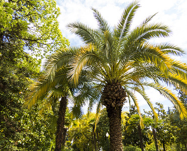 公园棕榈树 植物 海滩 异国情调 热带 晴天 水果 场景背景图片