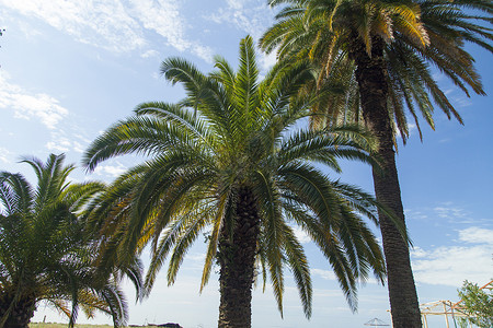 公园棕榈树 户外 海 迈阿密 旅游 太阳 奥兰多背景图片