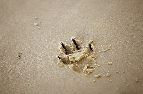 沙中狗爪印背景图片