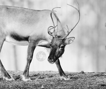 驯鹿长角驯鹿 自然 圣诞节 哺乳动物 盛大 假期 巴克 眼睛 草背景