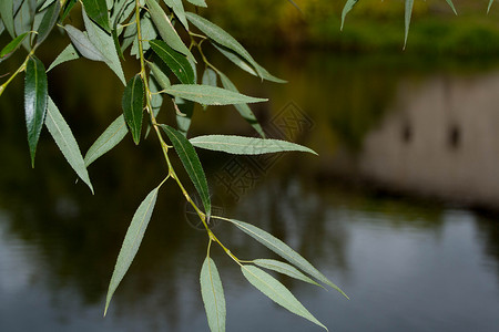 河流背景上的树枝 在河底的树枝上 风景 九寨沟图片素材