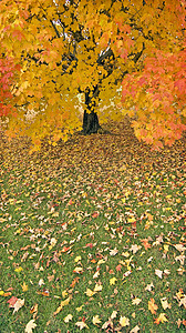 秋树雨图片