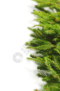 圣诞树处 假期 松树 植物 圣诞节 卡片 装饰风格 自然背景图片
