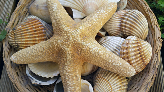 海星和壳壳 软体动物 篮子 星星 贝壳 自然 夏天 装饰品 旅行图片