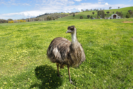 在美丽的澳洲阳光下 澳大利亚emu烘烤背景图片