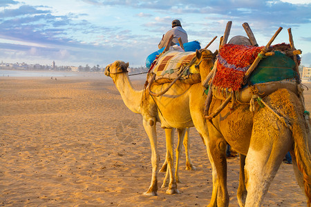 摩洛哥Essaouira海滩的骆驼大篷车图片