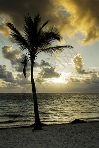 棕榈树光影 旅行 放松 天空 热带 海 加勒比背景图片