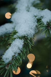 圣诞树带雪雪背景图片