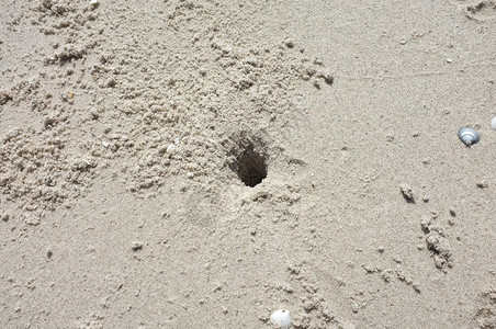 沙滩沙沙的纹理 赤脚 夏天 放松 海 走 动物 脚印图片
