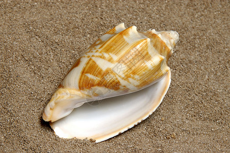 海壳 沐浴 海边 海滩 假期背景图片