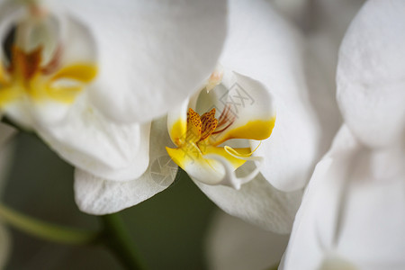 白兰花花 花瓣 优雅 植物 自然之美 热带花卉 黄色的 蝴蝶兰图片