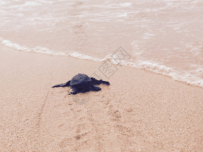 婴儿海龟 斯里兰卡 自然 假期 海滩背景图片