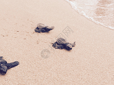 婴儿海龟 可爱的 海滩 海洋 自然背景图片