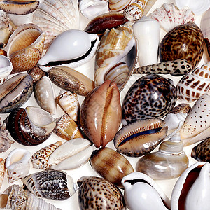 海壳 海边 海滩 海洋 假期 花香 贝壳背景图片