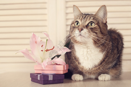 带有礼品的猫 惊喜 生日 礼物 天 可爱的 宠物背景图片
