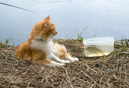 猫钓鱼钓鱼时有捕捉鱼的金吉儿猫背景