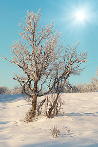 冬季冰冷森林 天空 一月 晴天 美丽的 冬天图片