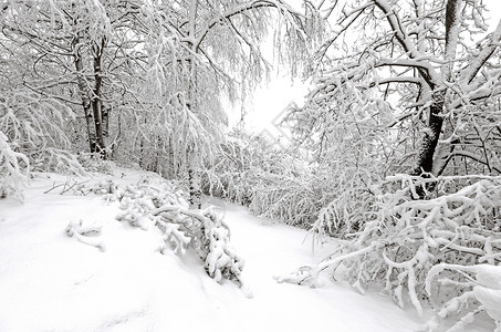 冬天 树木上下雪 天空 霜 森林 场景 下雪的 自然背景图片