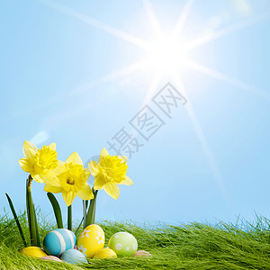 太阳蛋黄花和东方蛋 太阳 水仙花 草 开花 自然 蓝色的背景