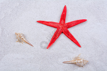 灰沙底的海星和贝壳背景图片