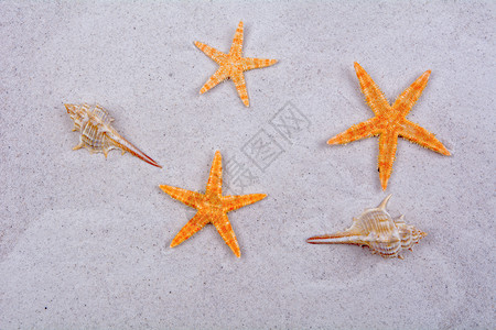 砂底的橘子海星和贝壳 假期 热带 海滨背景图片