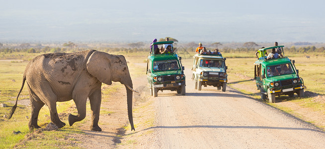 坦桑尼亚旅游肯尼亚安博塞利大象穿过泥土路 吉普车 活动背景