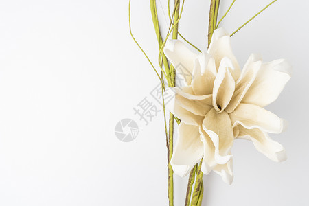 白栀子花 花瓣 宏观 魅力 优雅 美丽的 和平 植物背景图片