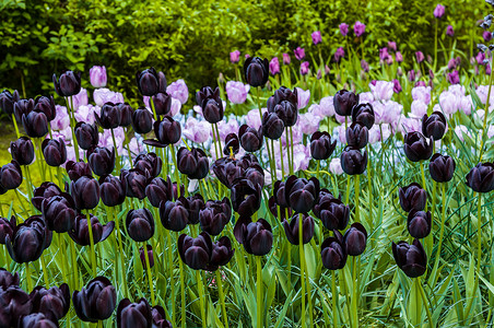 黑紫色郁金香荷兰的里塞背景图片