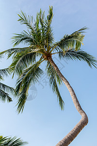 水晶湾 银滩 蓝色的 海 美丽的 旅游 天 树背景图片