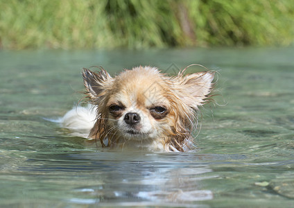 河中游泳吉华花 自由 动物 训练 小狗 运动背景图片