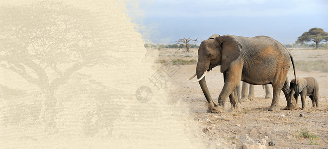 大象标签边框纹理纸上的大象 横幅 标签 野生动物 假期 庆典背景