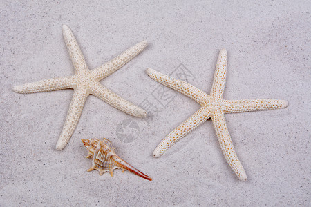白色海星和 san 上的一个贝壳 宏观 海螺图片