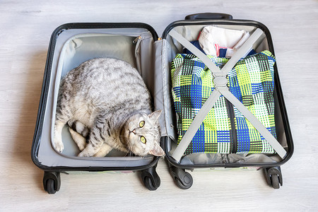 收拾行李猫Cat 躺在包装的手提箱里背景